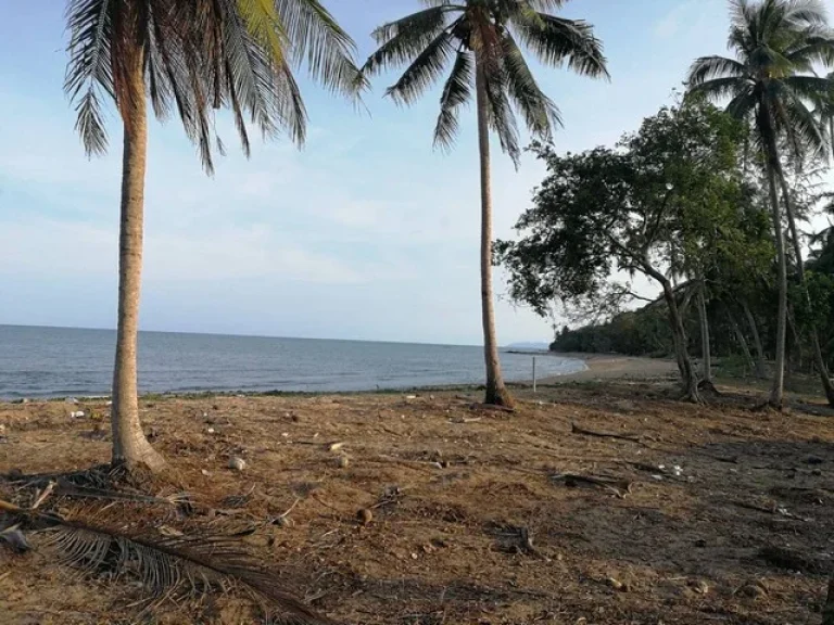 ขายที่ดินติดชายหาดคอเขา อหลังสวน จชุมพร เนื้อที่ 4ไร่ครึ่ง ราคาไร่ละ 45ล้านบาท