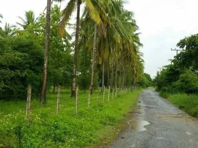 ขายที่ดินปากกอง สารภี ห่างถนนต้นยาง 1km