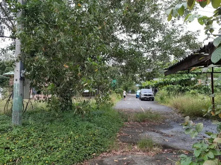 ขาย ที่ดิน ติดคลอง บ้านน้ำเค็ม ตะกั่วป่า พังงา ถูกมาก