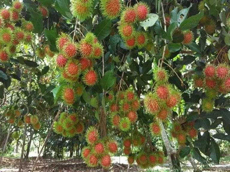 ขายสวนทุเรียนพร้อมบ้านติดคลองใหญ่ ใกล้สุขุมวิท 1 กม โฉนด 1 ไร่ 345 ตารางวา