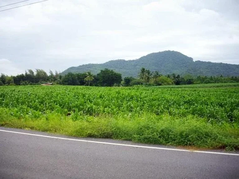 ขายที่ดินโฉนด34ไร่ติดถนนลาดยางกว้าง500เมตร ตศิลาทิพย์ อชัยบาดาล จลพบุรี