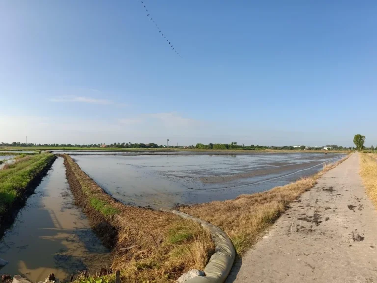 ขายที่ดินสุพรรณบุรี เป็นที่นาติดถนนคอนกรีด