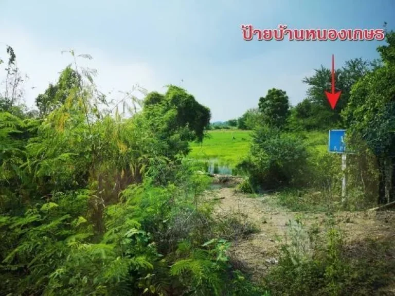 ขายที่ดิน 90ตรว ติดถนนลาดยาง ไฟฟ้าพร้อม พร้อมถม ใกล้วัดหนองเกษร