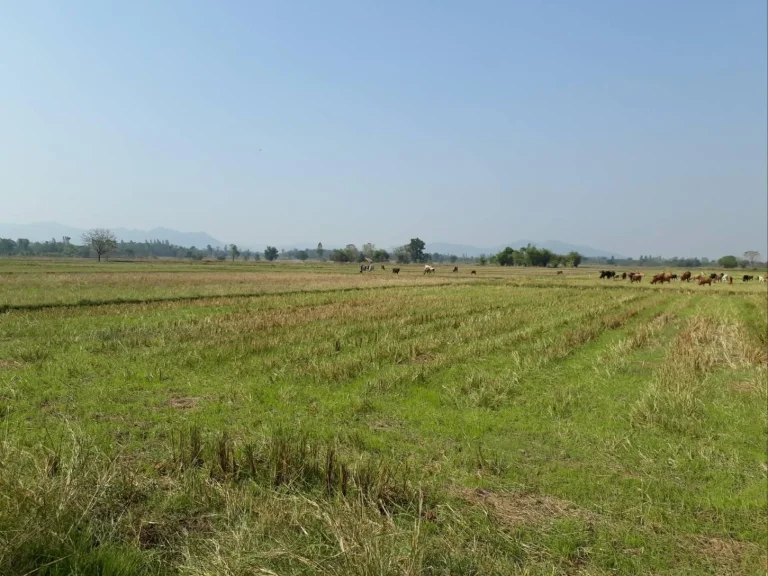 ขายที่ดินสวย5ไร่กว่าติดถนนลาดยางไฟฟ้าน้ำสะดวก