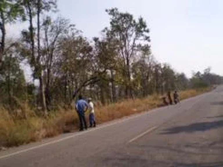 ขายทีดิน 15 ไร่ ภบท 5 ติดถนนลาดยางทางหลวงชนบทก่อนถึงหมู่บ้านสะพานหิน ตโป่งนก อเทพสถิต จชัยภูมิ ทางไปทุ่งดอกกระเจียว-ป่าหินงาม