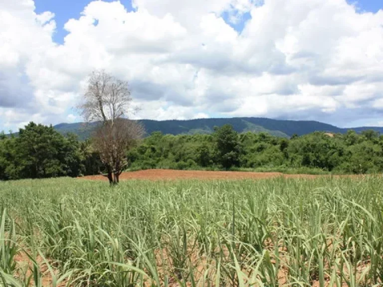 KHA017 ขายที่ดินเขาใหญ่โฉนด 40 ไร่ บนเนินสวย วิว 180 องศาใกล้ Toscana KhaoYai