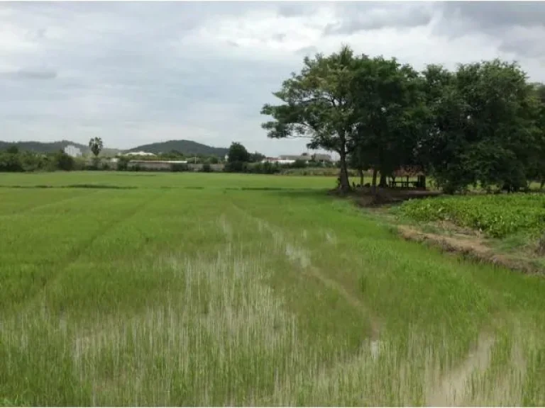 ขายที่ดิน 16 ไร่เศษ อ เดิมบางนางบวช จ สุพรรณบุรี