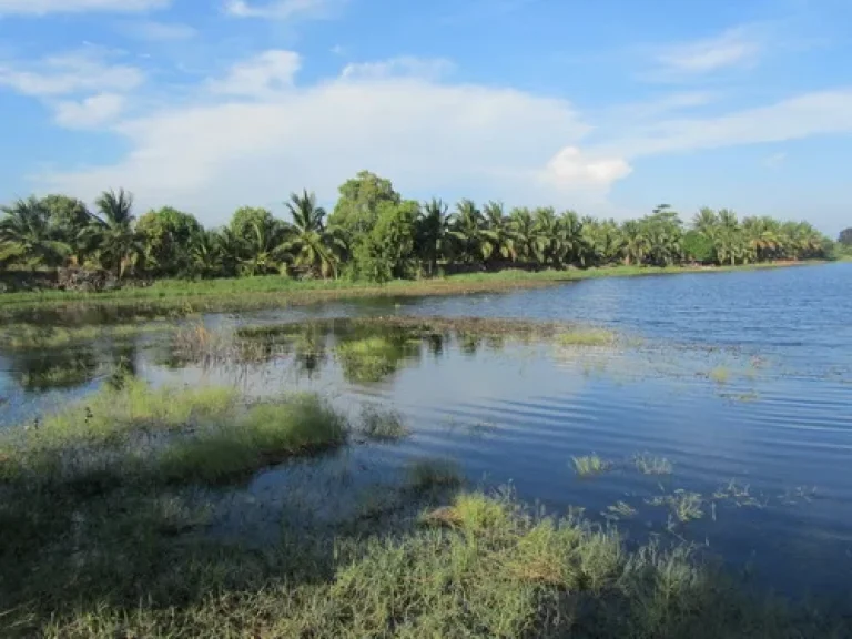 ขายที่ดินสวนมะพร้าวน้ำหอม เนื้อที่ 17 ไร่ 2 งาน ตพงสวาย อเมืองราชบุรี