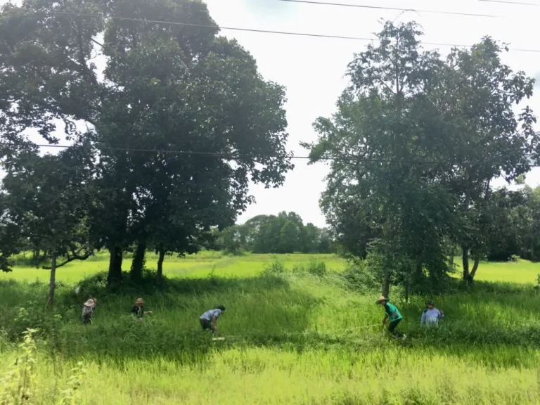 ขายที่ดิน 2 ไร่ ติดถนนใหญ่ 2050 จังหวัดอุบลราชธานี อำเภอตระการพืชผล ตำบลข้ามเปี้ย