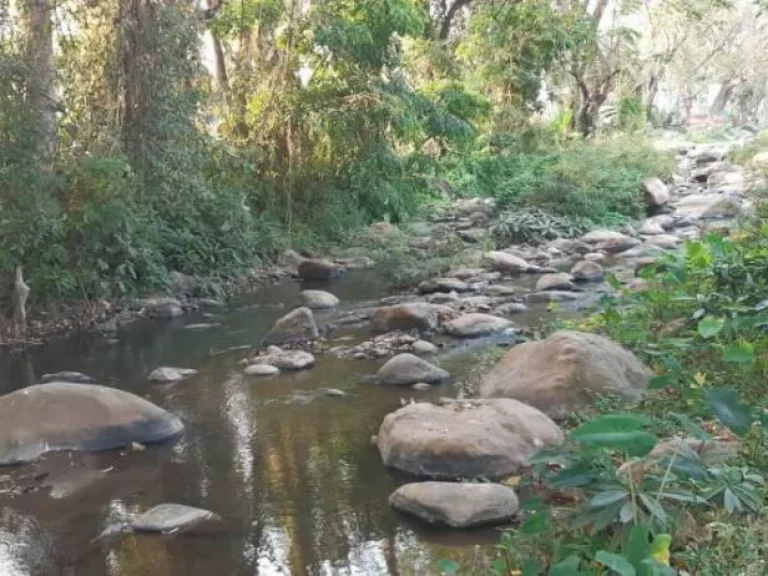 ขายที่ดินติดธารน้ำบ้านปง หางดง เชียงใหม่