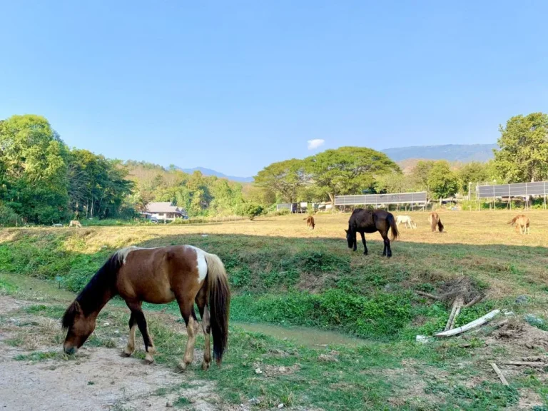 ที่ดินเปล่าวิวสวย บรรยากาศดี ใกล้เมือง วิวภูเขาล้อมรอบ ด้านหน้าติดทางหลวงแผ่นดิน สายสะเมิง-หางดง