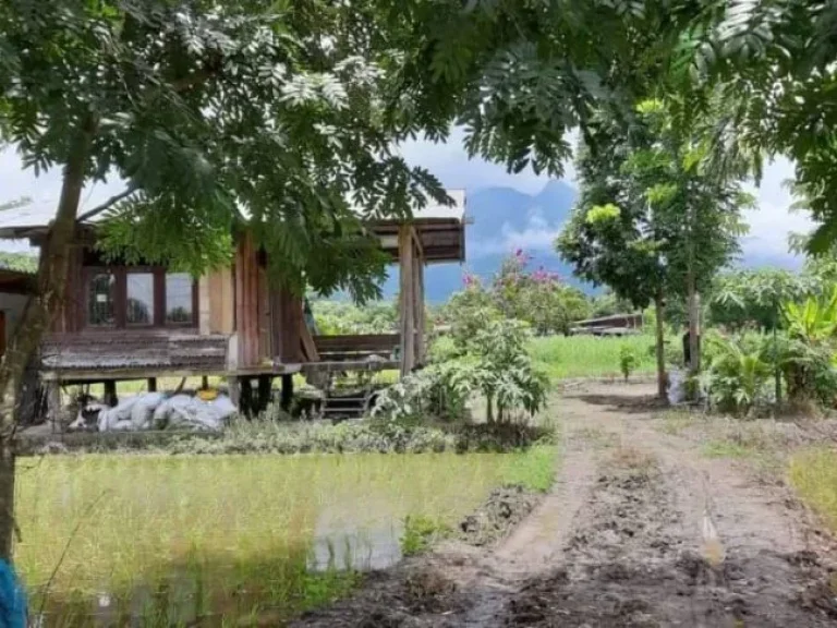 ขายที่ดินวิวสวย เชียงดาว ติดวิวภูเขาดอยหลวง เชียงดาวเชียงใหม่