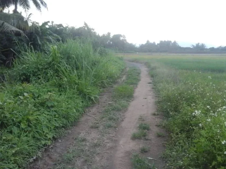 ขายที่ดินติดถนนคอนกรีต บ้านแม สันป่าตองเชียงใหม่