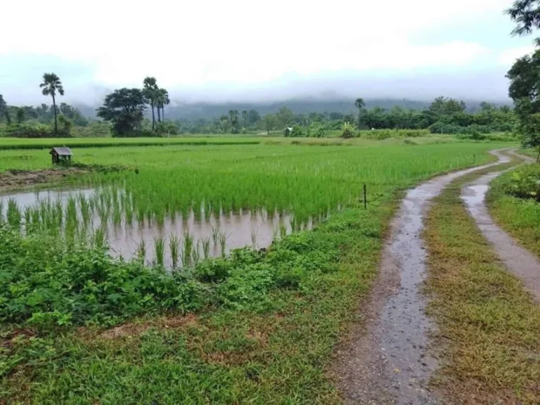 ขายที่สวนรีสอทร์เดิม จอมทอง วิวภูเขา เชียงใหม่