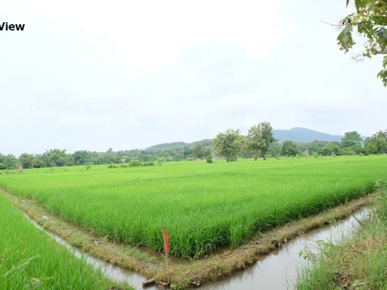 ที่สวยเหมาะทำหมู่บ้านจัดสรร หรือลงทุนที่พัก