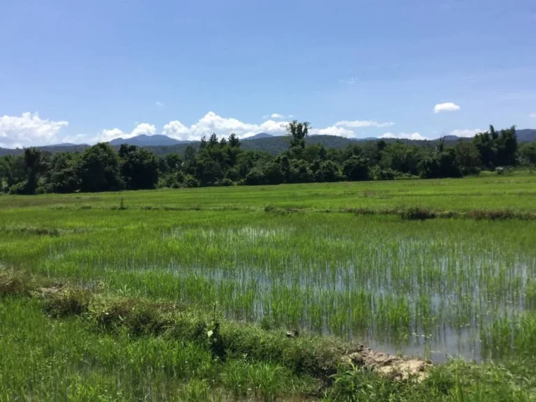 ขายที่ดินวิวทุ่งนา สันโป่ง ขายยกแปลง แม่ริมเชียงใหม่