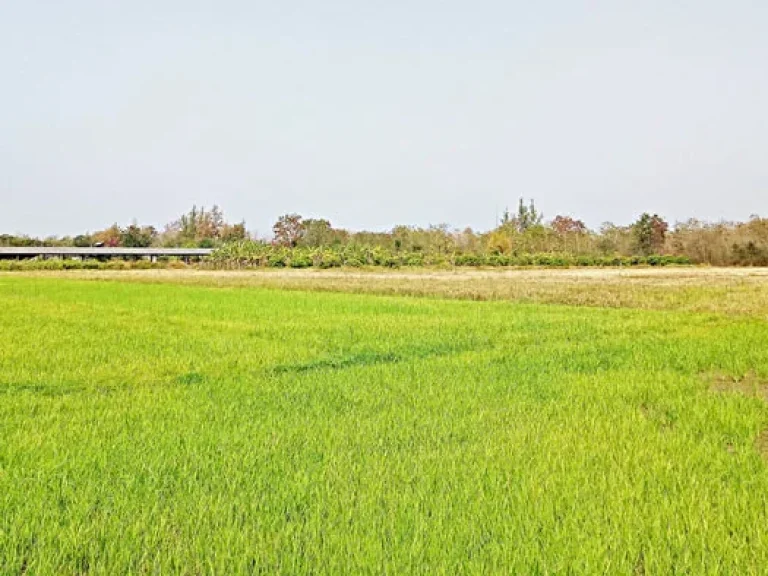 ขายที่ดิน ที่นา พร้อมโรงเลี้ยงไก่ สันป่าตอง เชียงใหม่