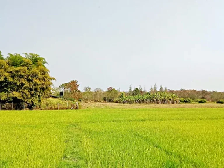 ขายที่ดิน ที่นา พร้อมโรงเลี้ยงไก่ สันป่าตอง เชียงใหม่