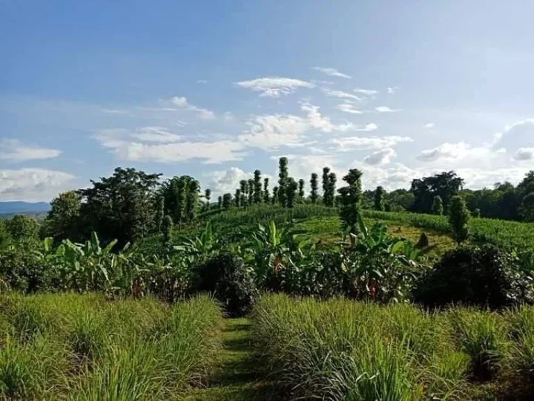 ขายที่ดินวิวภูเขา ใกล้ถนนคอนกรีต สบเปิงแม่แตงเชียงใหม่