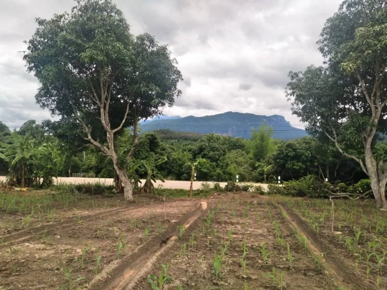 ขายที่ดินวิวดอย ติดถนนหลัก เชียงดาว เชียงใหม่