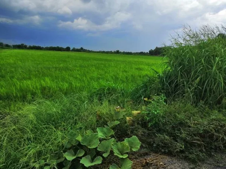 ขายที่ดินสวย 25 ไร่ ติดถนน ตโพธิ๋เเตง อบางไทร จพระนครศรีอยุธยา