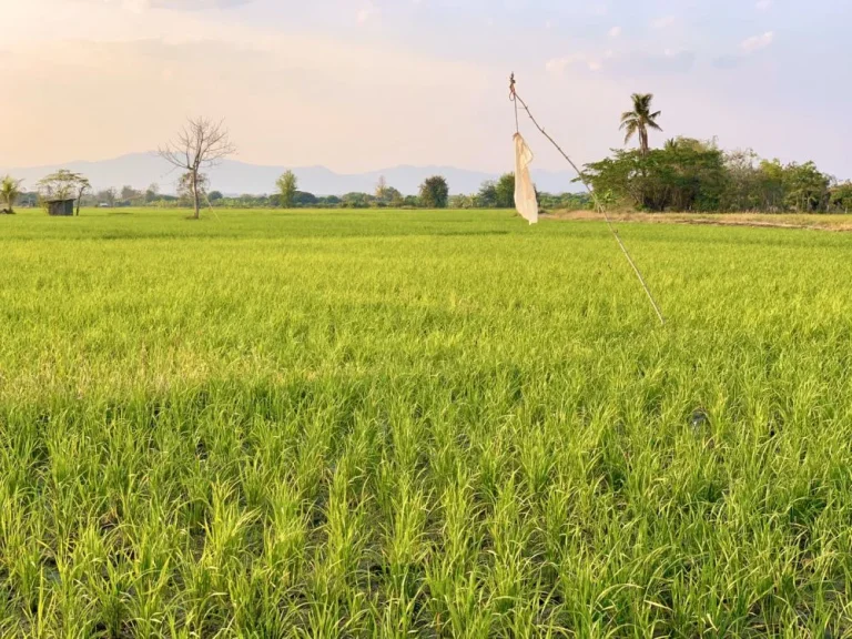 ที่นาวิวสวย บรรยากาศดี มีโฉนด ราคาไม่แพง