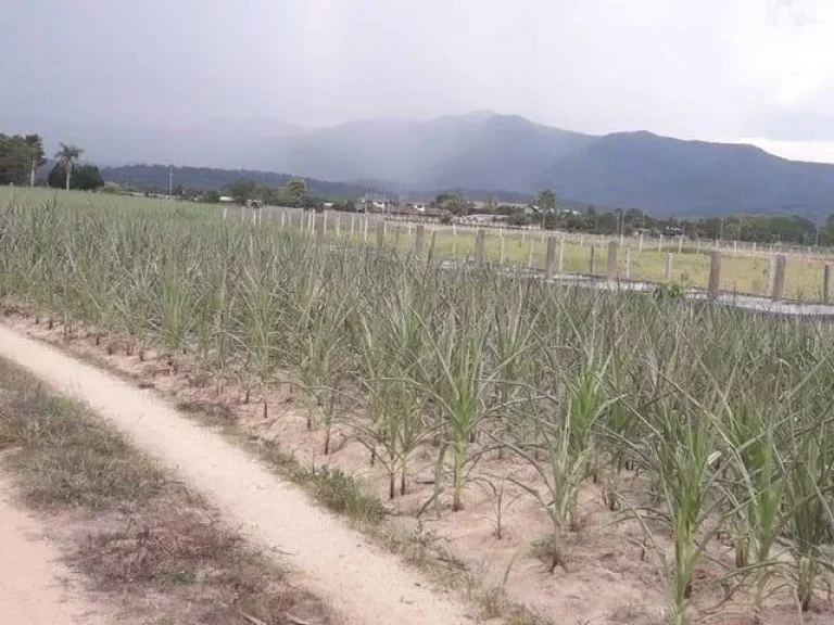 ที่ดิน อเวียงป่าเป้า บ้านสันติสุข หมู่ 1 จังหวัดเชียงราย 27ไร่