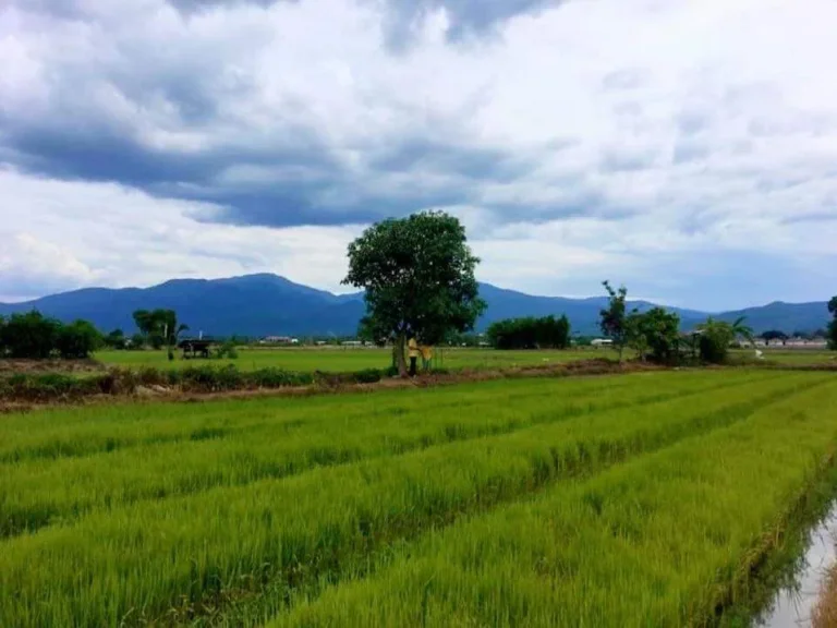 ขายที่ดินวิวดอย ลำเหมือง สันโป่ง แม่ริม เชียงใหม่