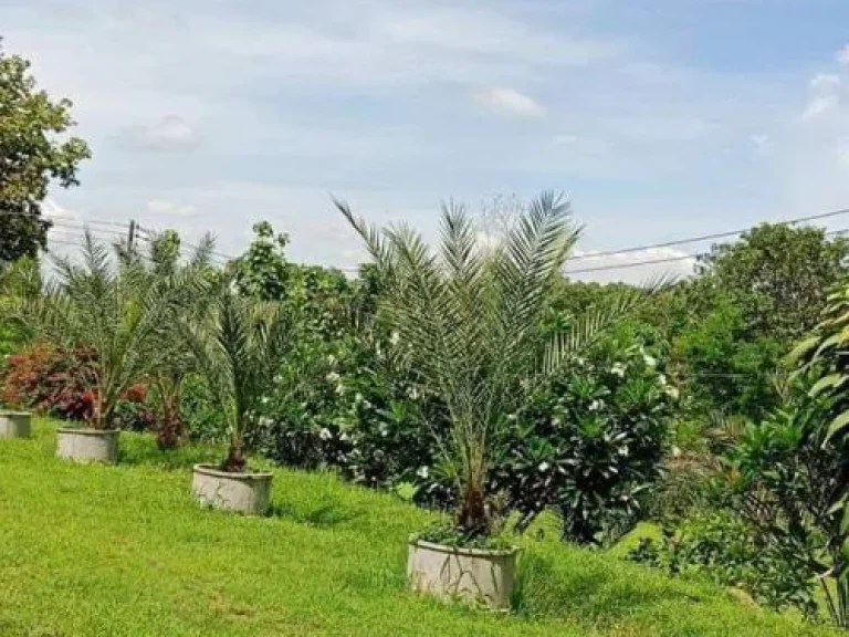 ขายที่ดินวิวดอย ลวงเหนือ ดอยสะเก็ตเชียงใหม่