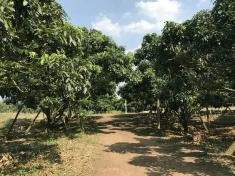 ที่ดินสวนลำไยพร้อมบ้านพักบ่อน้ำ เก็บผลผลิตได้ทุกปี อสอยดาว จจันทบุรี