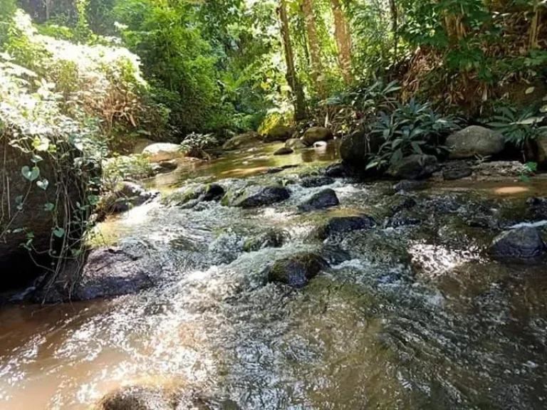 ขายที่ดินติดธารน้ำ แม่นะ เชียงดาว เชียงใหม่