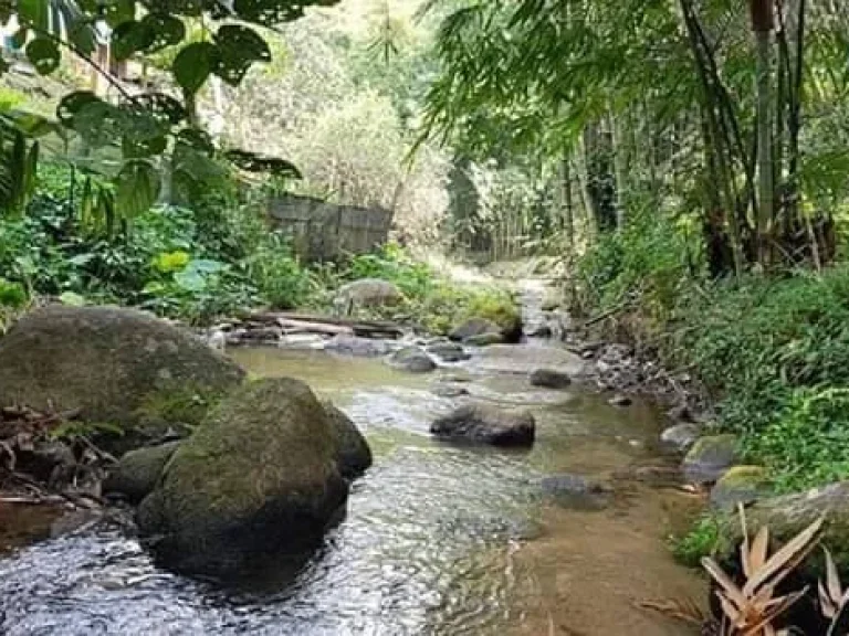 ขายที่ดินติดธารน้ำ แม่นะ เชียงดาว เชียงใหม่