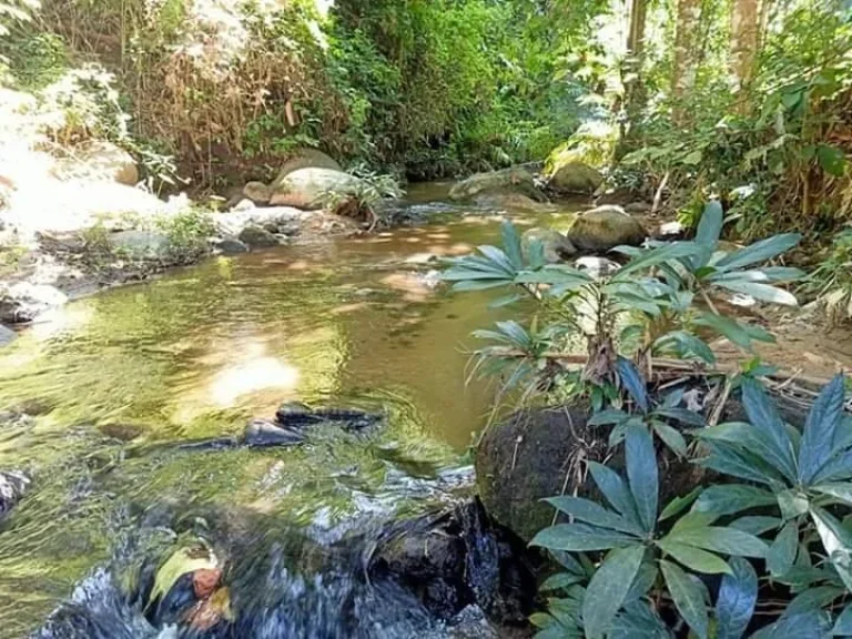 ขายที่ดินติดธารน้ำ แม่นะ เชียงดาว เชียงใหม่