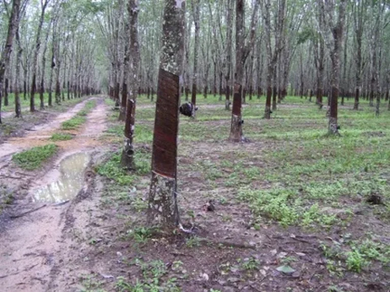 ขายฝากสวนยาง30ไร่ยางสวยมาก ท่าหมอไชย หาดใหญ่ สงขลา