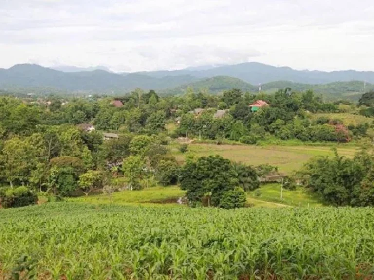 ขายที่ดิน 13 ไร่ในแม่ลาวในเมืองเชียงราย Chiang Rai Land For Sale5379