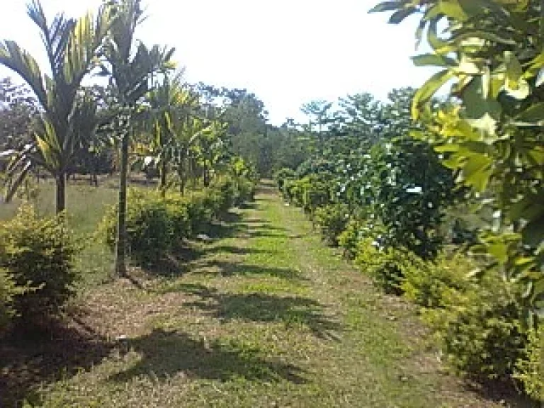 ขายที่สวนมะขามที่นาและไม้ผลอื่นๆ 20ไร่ติดถนนสะลวง-แม่ริม ตสะลวง อแม่ริม เชียงใหม่