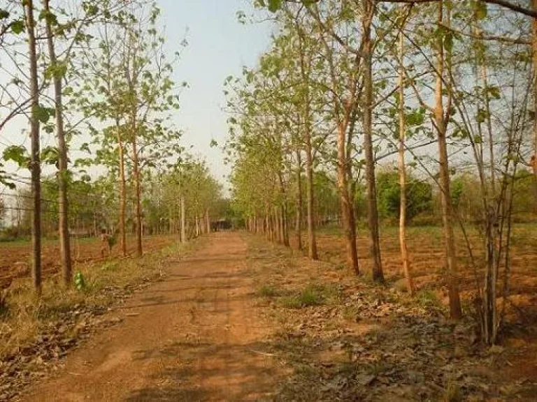 ขายที่ดินติดถนนลาดยางสายหลักจากอำเภอศรีธาตุ-วังสามหมอ เข้าตัวจังหวัดอุดร นส3 มีต้นสักด้วย