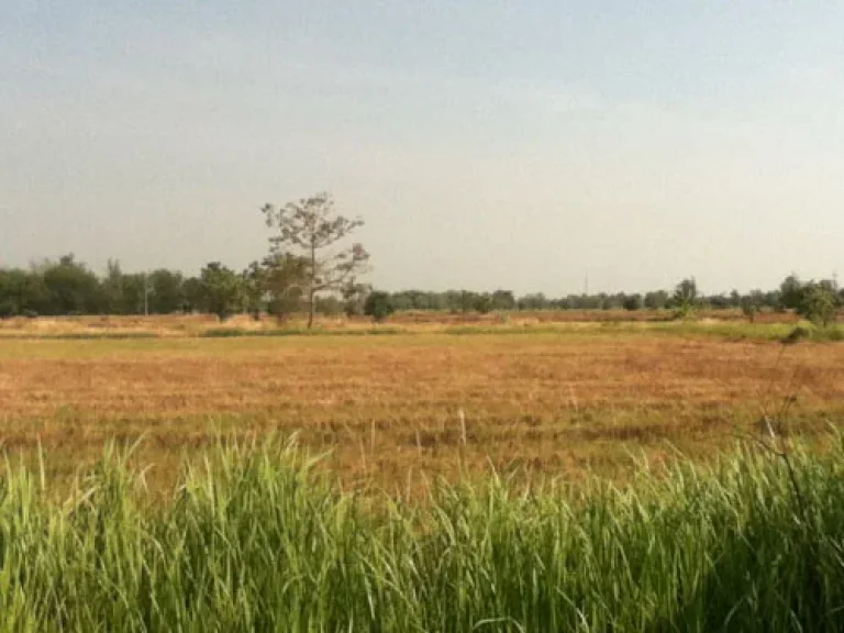 ขายที่ดินย่านหนองแค สระบุรี เหมาะแก่การทำธุรกิจ ด่วนๆ