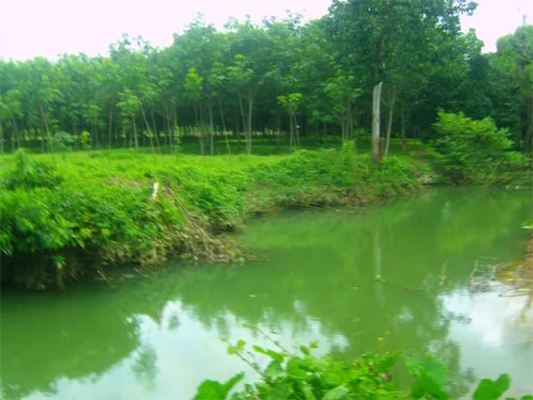 ขายที่ดินจัดสรรให้ชาวต่างชาติ ใกล้ทะเลหาดแม่พิมพ์ โฉนด 15 ไร่