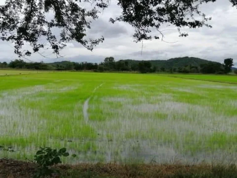 ขายที่นาติดถนนเลียบคลอง อำเภอบ้านโป่ง ราชบุรี