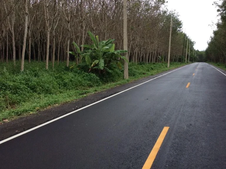 ขายที่ดิน 48 ไร่ ปลูกต้นยางพารา ใกล้ถนนสุขุมวิท