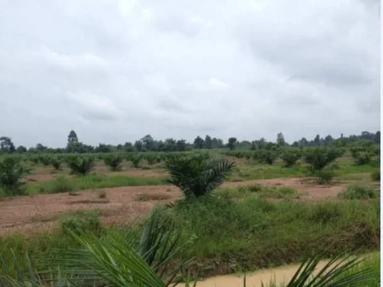 Land for sale 100 Rai in Palm Grove Lamduan Sa Kaeo