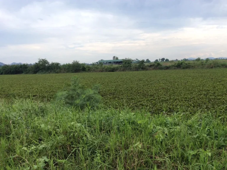 Land for sale 80 Rai Nong Irun Subdistrict Ban Bueng District Chonburi Province