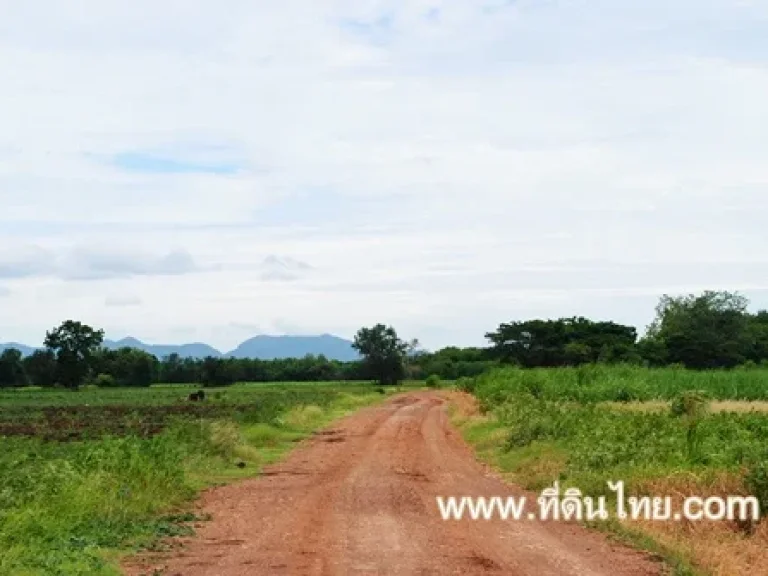 ที่ดินลพบุรี-ที่ดินไทย ขายด่วนที่ดินหนองม่วงจำนวน 55 ไร่เศษ โฉนด