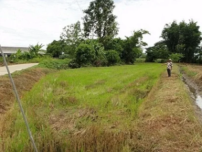 ที่ดินมีโฉนดราคาถูก อเวียงชัย จเชียงราย เพื่อต้องการเงินไปลงทุนครับ