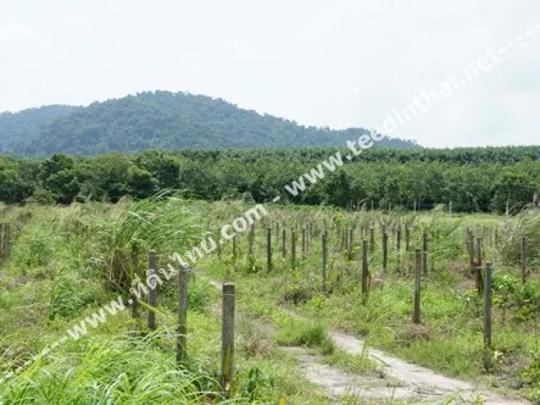 ขายที่ดิน จจันทบุรี-ที่ดินไทย โฉนด 20 ไร่ ตวังแซ้ม อมะขาม จจันทบุรี