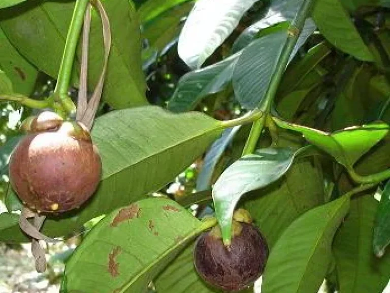 สำหรับท่านที่มีงบน้อยและต้องการมีสวนผลไม้ประเภทบรรยากาศดีดี วิวภูเขาสวย ใกล้แม่น้ำธรรมชาติ