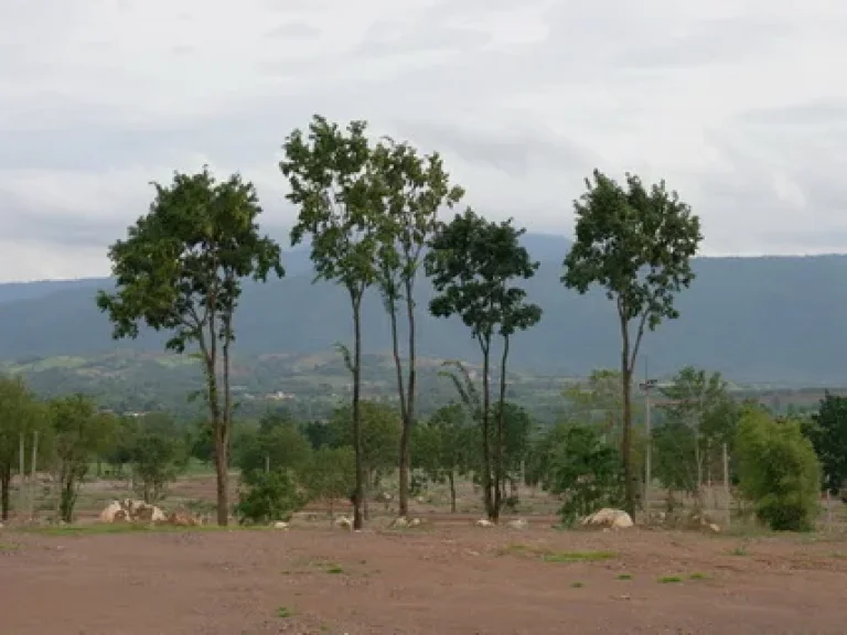 ขายที่ดินบ้านสระน้ำใส โป่งตาลอง ปากช่อง นครราชสีมา 30 ไร่เศษ ราคาไร่ละ 2 ล้าน ที่ดินเนินเขาสูง วิวเขาใหญ ติดถนน ลมดีมาก