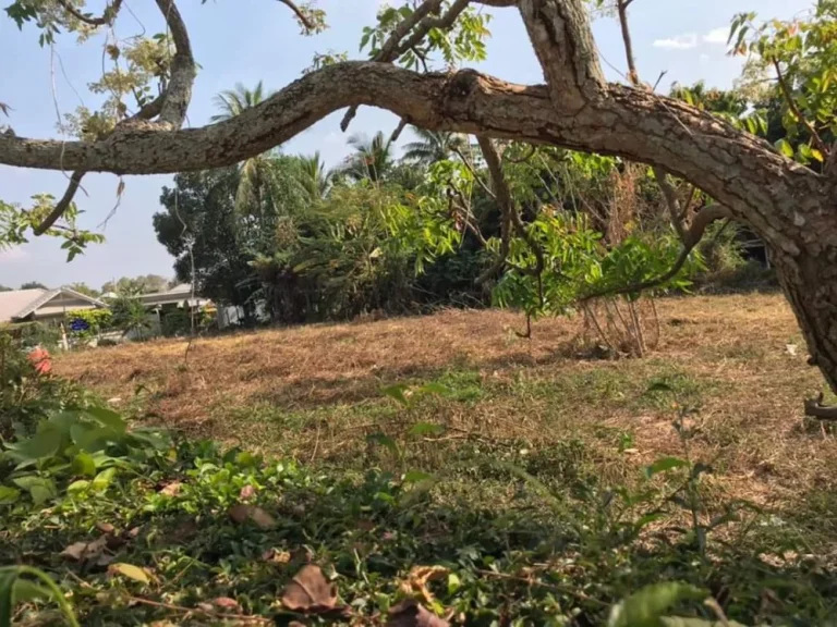 ขายที่ดินดอนแก้ว ตรงข้ามกองพันธ์สัตว์ แม่ริม เชียงใหม่