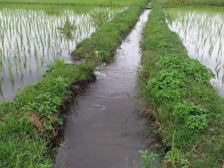 ขายที่ดินวิวดอยภูเขาทุ่งนา ใกล้โรงพยาบาลแม่วางเชียงใหม่